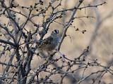 White crowned sparrow : New Mexico